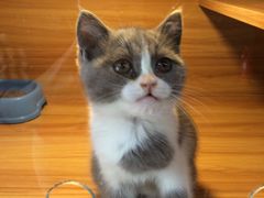 -猫十亿·布偶金渐层·曼基康矮脚猫舍(青年路店)