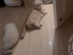 -飞行喵MR PILOT|猫舍·猫咖(静安大融城店)
