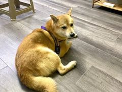 -猫尾侦探俱乐部·剧本杀·狼人杀