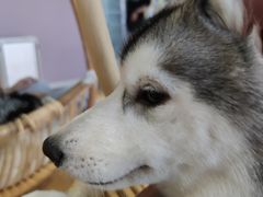 -Husky Go! 哈士奇体验馆·宠物咖啡厅狗咖