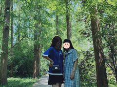 -东平国家森林公园