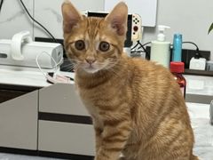 -爱妮康宠物医院·干细胞免疫细胞·肿瘤·心脏(张江店)