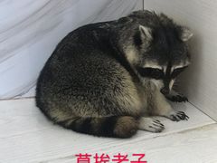 -浣熊柯尔鸭土拨鼠·电玩咖