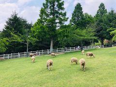 -神户市立六甲山牧场