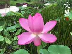 -武清南湖绿博园