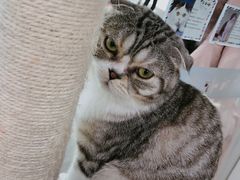 -猫冇咖·家门口的撸猫馆(大融城店)