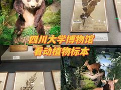-四川大学博物馆