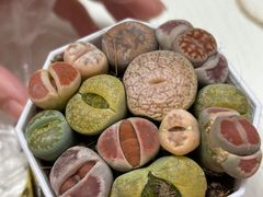 -循礼门鲜花花市(武汉循礼门店)