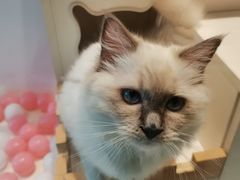 -喵喵咪呀布偶猫咖(春熙路店)