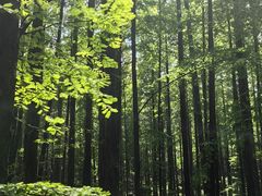 -山王坪喀斯特国家生态公园