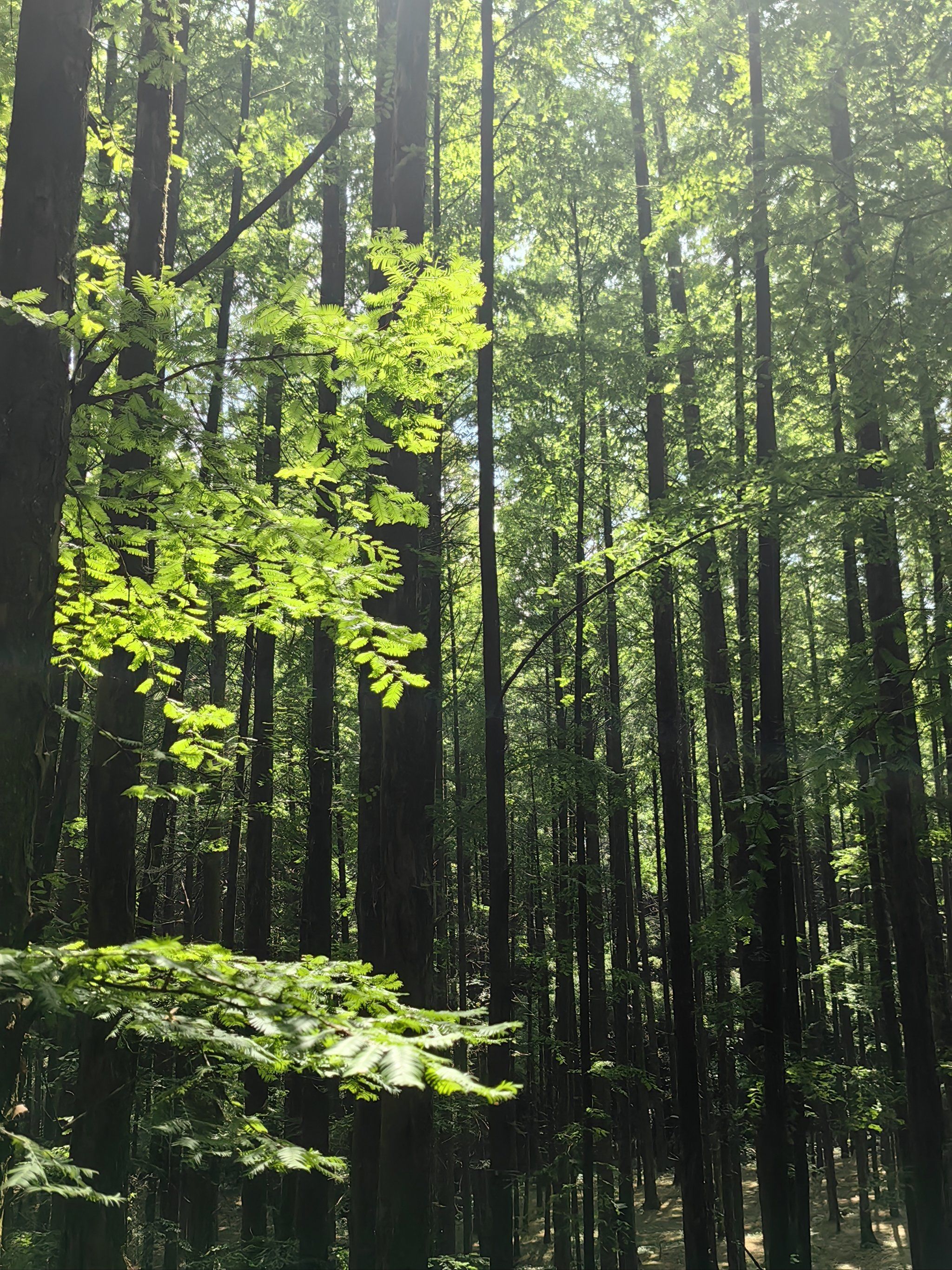 近郊的露营避暑地——山王坪喀斯特国家生态公园