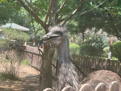 -沈阳鸟岛