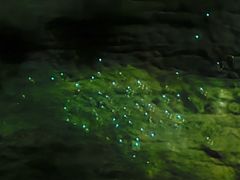 -怀托摩萤火虫洞