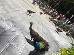 -西双版纳原始森林公园