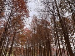 -上海海湾国家森林公园