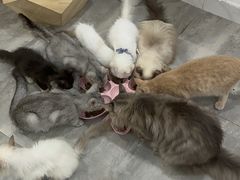 -楼上猫咖(罗湖店)