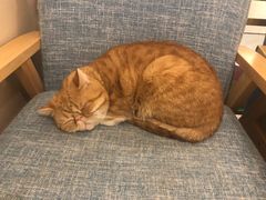 -有猫儿腻咖啡厅.猫咖