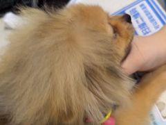 -佳雯宠物医院·皮肤科·内外科(春晓路分院)