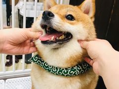 -逗柴咖啡屋·狗咖猫咖宠物桌游