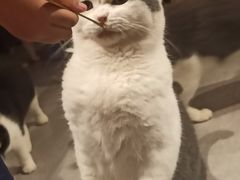 -猫儿山۰猫主题餐厅