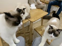 -李小姐の猫咖啡馆(五角场店)