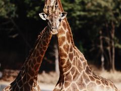 -云南野生动物园