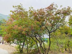 -北京西山国家森林公园