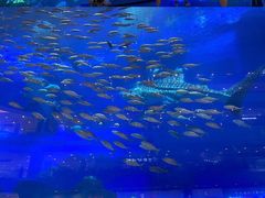 -成都浩海立方海洋公园