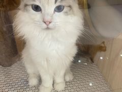 -鼓捣猫呢主题猫咖店