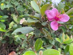 -广东惠东海龟国家级自然保护区