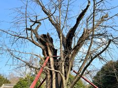 -上海佘山国家森林公园天马山园