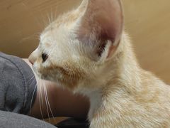 -千城康桥宠物医院·猫科·骨科·心脏
