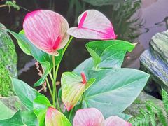 -谷咖啡·鲜花绿植花园餐厅