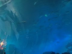 -海棠湾洲际-涛·海底餐厅·美人鱼·自助餐·海底隧道