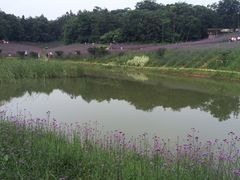-大塘金香草谷