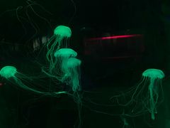 -苏州海洋馆