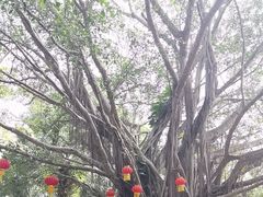 -海南热带野生动植物园