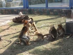 -大连森林动物园