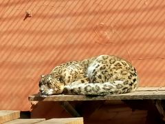 -青藏高原野生动物园