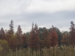 -南湖湿地公园
