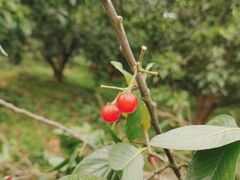 -樱桃山旅游景区
