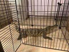 -平行世界·猫咖(首经贸店)