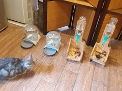 -more than meow吴止猫主题餐厅(承德 中船汇店)