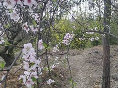 -秀丽东方