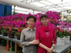 -荷兰花海