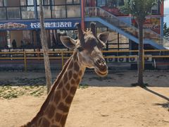 -西霞口神雕山野生动物世界