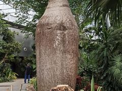 -北京植物园-展览温室