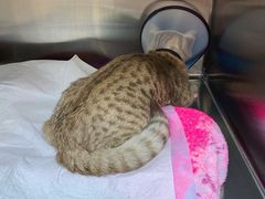 -艾贝尔宠物医院·24H转诊中心·肿瘤猫专科(江宁双龙店)
