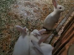 -绿色星球动物主题公园