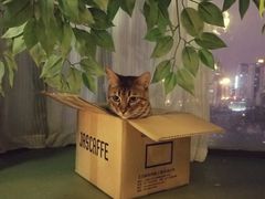-猫猫幼稚园·撸猫·桌游·电玩